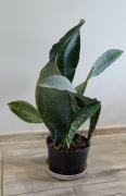 Sansevieria masoniana Sanseweria