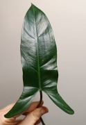 Philodendron mexicanum sadzonka cięta 