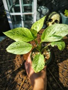 Epipremnum Snow queen marble variegata kolekcjonerski rzadki 