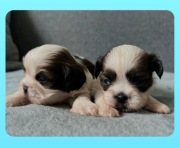 Shih Tzu Piesek Rodowód 