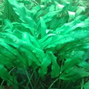 5 x kryptokoryna Zwartka Wendta - roślina Cryptocoryne