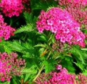 Tawuła japońska crispa