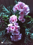 Pelargonie sztuczne