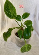 PHILODENDRON BIRKIN