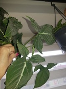 Syngonium zroślicha Wendlandii cięty szczyt 