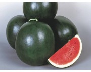 Nasiona arbuza KINBI F1 