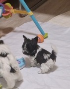 Biewer Black Yorkshire Terrier chłopaki 