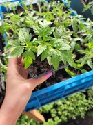 Sadzonki pomidorów pink King 