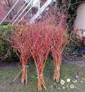 Gałązki do dekoracji