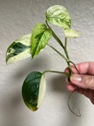 Monstera Adansonii Sp. Laniata Variegata ukorzeniona sadzonka