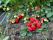 sadzonki truskawki, porzeczka, malina, goja, orzech włoski, jeżyna