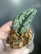 Scindapsus Tricolor ( Silver mutation)