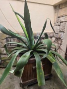 Agawa w donicy dębowej