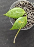 Hoya microstemma - sadzonka ukorzeniona