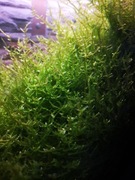 mech jawajski nadwyżka z akwarium