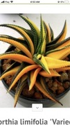 Kolorowa Haworthia limifolia variegata