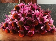 Krem naturalny echinacea z DMSO