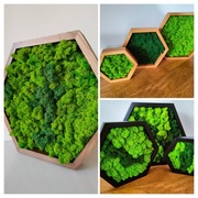 Komplet heksagon z mchem chrobotkiem 