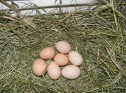 Jaja Lęgowe karmazyn Brahma Nioska