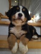 Berneński pies pasterski szczenięta. 