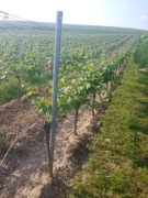 Słupki metalowe do malin, ogrodu, winnicy