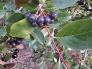 Aronia Owoce Świeże Ekologiczne . Wysyłka 