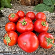 Pomidor Karapaz . Plenny z Rosji, niski, wczesny