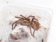 Pająk ptasznik Neoholothele incei samice dorosłe 3,5cm dc