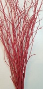 Dekoracyjne Gałązki brzozy malowane czerwone 60cm