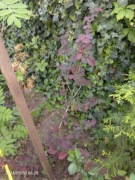 Berberys thunberga wysoka sadzonka 