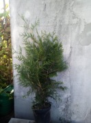 Tuja na zywoplot Brabant 