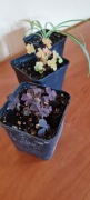 Szczawik Oxalis vulcanicola Oxalis burgundy i zielistka ukorzenione kwiatki