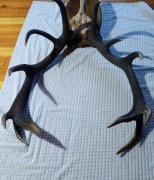 Poroże/wieniec Jelenia 