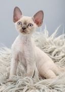 Devon Rex point niebieski kot