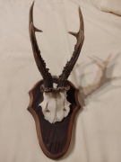 Poroże kozła sarny z częścią czaszkową