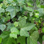 BLUSZCZ hedera helix mix30-75 cm od 100 szt. -15% 