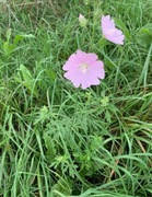 Ślaz zygmarek sadzonka 