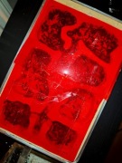 Messor barbarus wraz z formikarium gipsowym