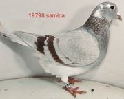 100% Jos Thone, gołębie pocztowe