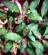 Staurogyne purple, hodowla podwodna