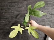 Philodendron filodendron florida ghost hydroponika 2