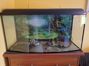 Akwarium panoramiczne 100cm