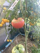 Pomidor Guido z Meksyku ,Washington i inne nasiona do kolekcji..