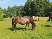 sprzedam klacz huculską