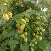 Chmiel szyszki suszone z Bieszczad 100g