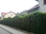 Przycinanie żywopłotów Wisła Ustroń Brenna Górki 