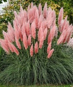 Trawa Pampasowa różowa i biała sadzonki hartowane 2 letnie