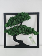 Obraz drzewko bonsai mech chrobotek