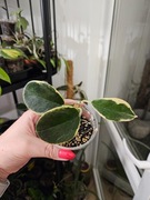 Hoya  australis blondi, ukorzeniona