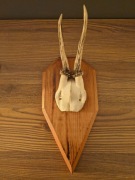 Poroże parostki rogi 